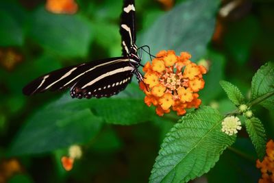 Close-up of butterfly pollinating on flower