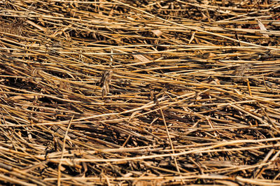 Full frame shot of dried plant