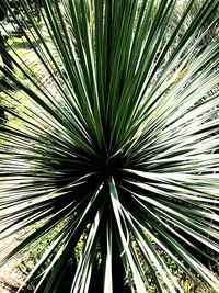 Full frame shot of palm tree