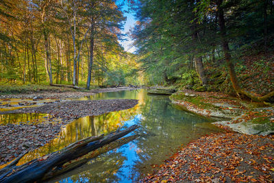 Scenic view of lake in forest during autumn