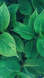 Close-up of leaves