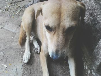 Close-up of dog