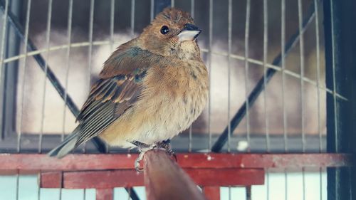 Close-up of bird in cage