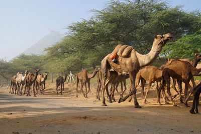 Horses in a row