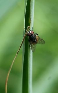 Close-up of insect on leaf