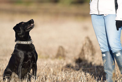 Portrait of an obedient black labrador sitting in front of a dog trainer 