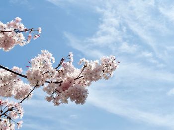 Low angle view of cherry blossom against sky