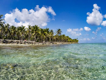 Scenic view of palm trees on beach against blue sky