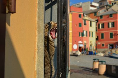 Close-up of cat yawning