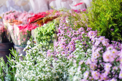 Close-up of pink flowering plants