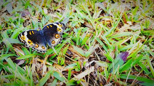High angle view of butterfly on grass