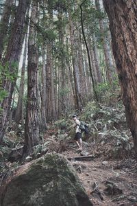 Low angle view of man hiking in forest