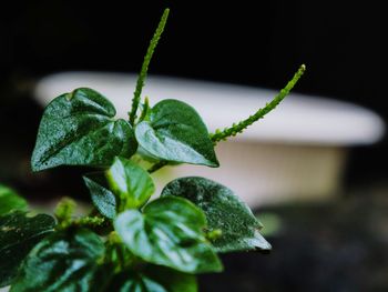 Close-up of fresh green plant