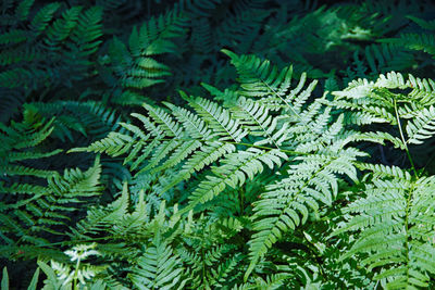 Close-up of fern leaves