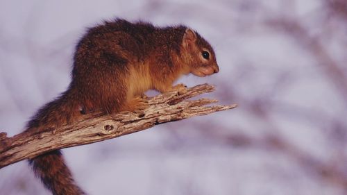 Squirrel on tree