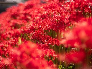 Close-up of red flowering plant