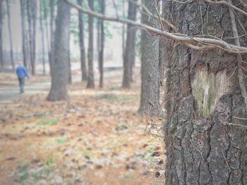 Close-up of tree trunk in forest