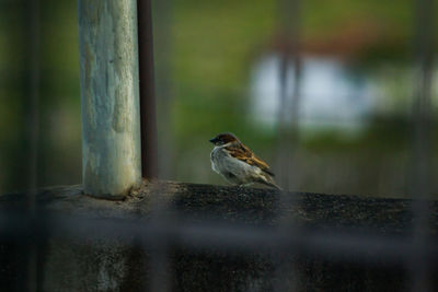 Close-up of bird perching on a land