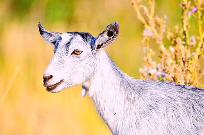 Close-up of a horse on a field