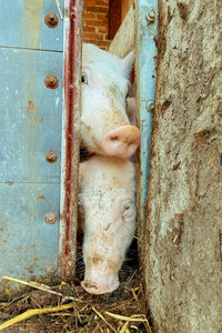 Close up of pigs looking through barn door
