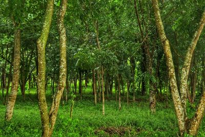 View of trees in forest