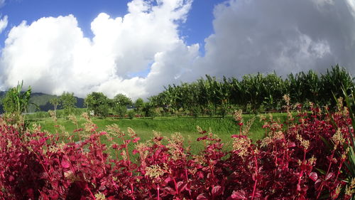 Flowers growing in field against cloudy sky