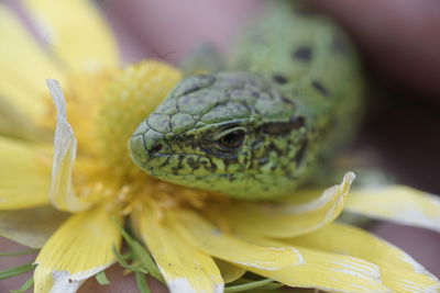 Close-up of yellow lizard