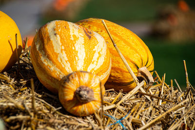 Close-up of pumpkin on field