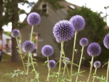 Close-up of purple flowering plants on field