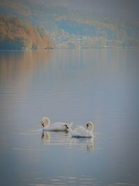 Swans swimming in lake