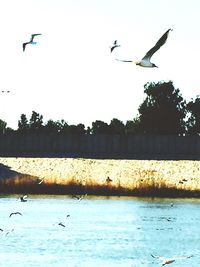 Seagulls flying over lake