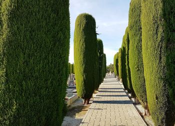 Panoramic shot of plants on field against sky