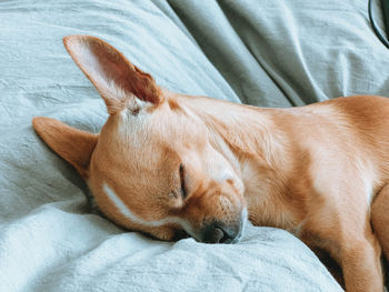 Close-up of a dog sleeping