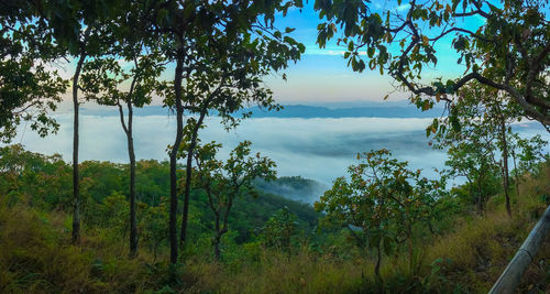 Scenic view of forest against sky