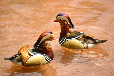 Mandarin ducks swimming in pond