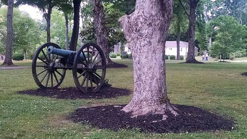 Trees in park