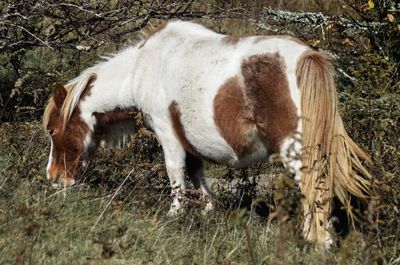 Close-up of horse on field