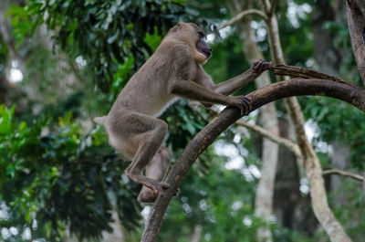 Low angle view of monkey sitting on tree