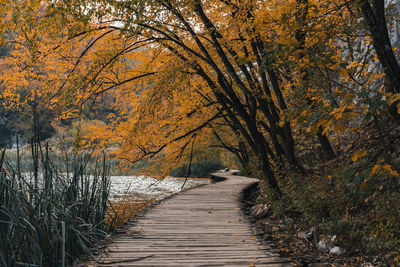 Earth tones photo of empty wooden path through idyllic forest with fall colors