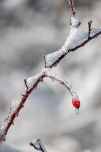 Close-up of frozen plant