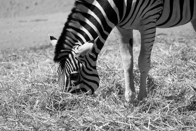 Zebra grazing at zoo