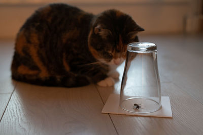 Curious cat carefully watching a caught wasp or fly in an inverted glass beaker. pet life at home.