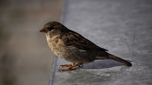 Close-up of bird perching outdoors