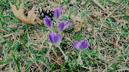 Close-up of purple flowers blooming in field