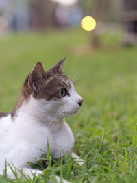 Close-up of cat on field