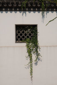 Low angle view of tree against building