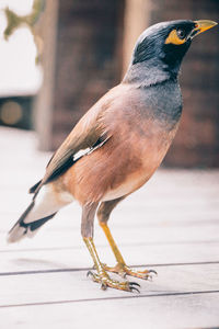 Close-up of bird perching on table