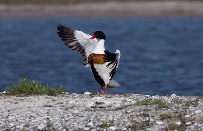 Close-up of bird against water