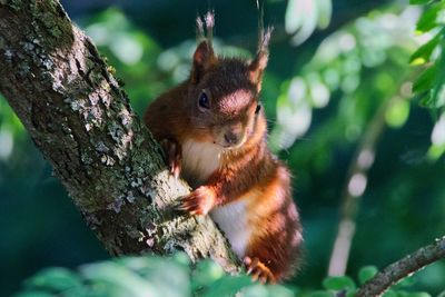 Close-up of squirrel on tree