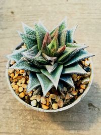 High angle view of succulent plant on table